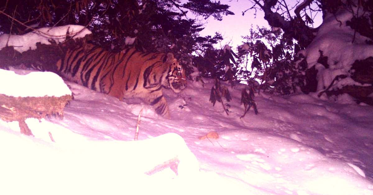See Pic: In a First, India’s Only Snow Tigers Spotted at 3630m  in Arunachal Valley!