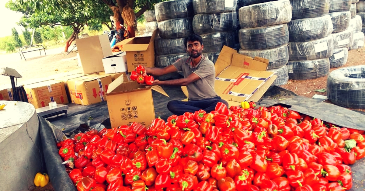 Unemployed Pune Man Turns To Farming, Earns Rs 13 Lakh Growing Capsicum!