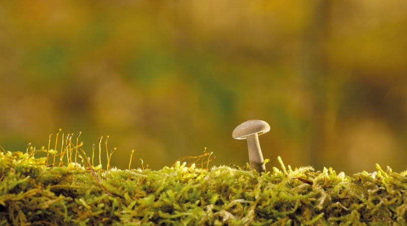 TN Scientists Develop Fungi That Can Make Plants Grow Even In Low-Water Conditions!