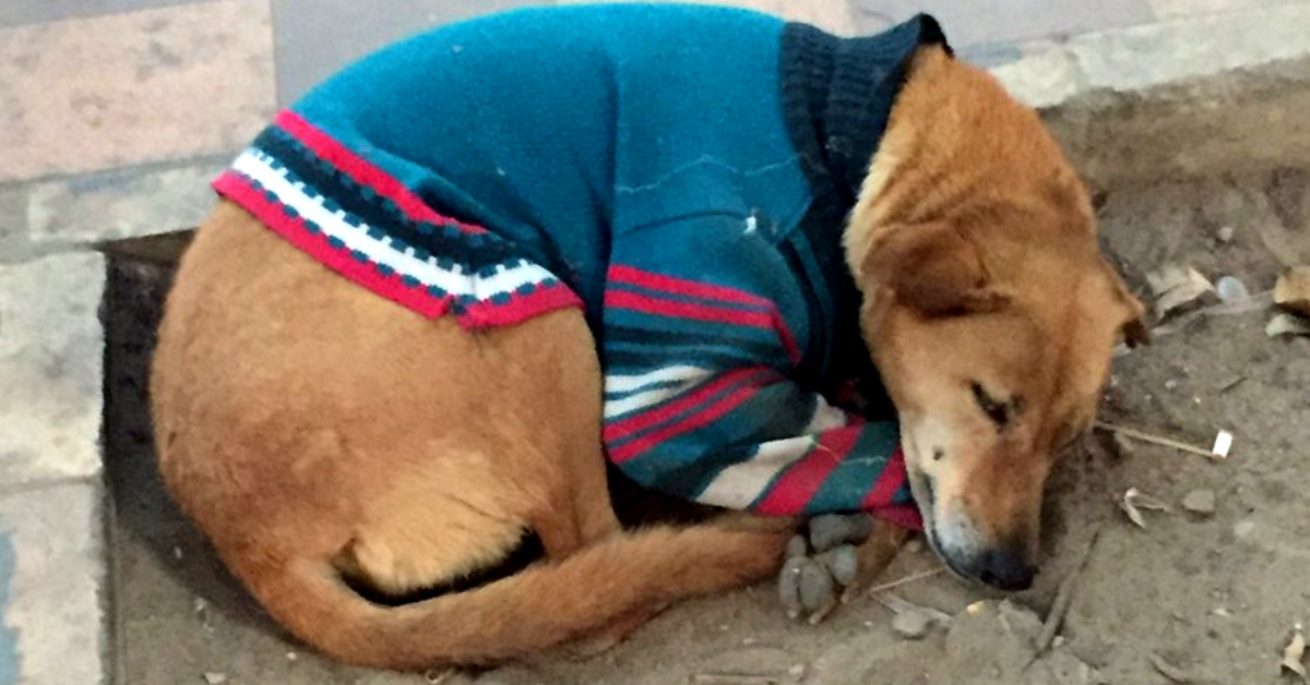 Delhi Gives Sweaters to Its Stray Dogs to Help Them Stay Warm This Winter! Check out Pics