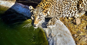Drought Ravages Forest, but Here's How Pune Farmers Are Keeping Leopards Hydrated!