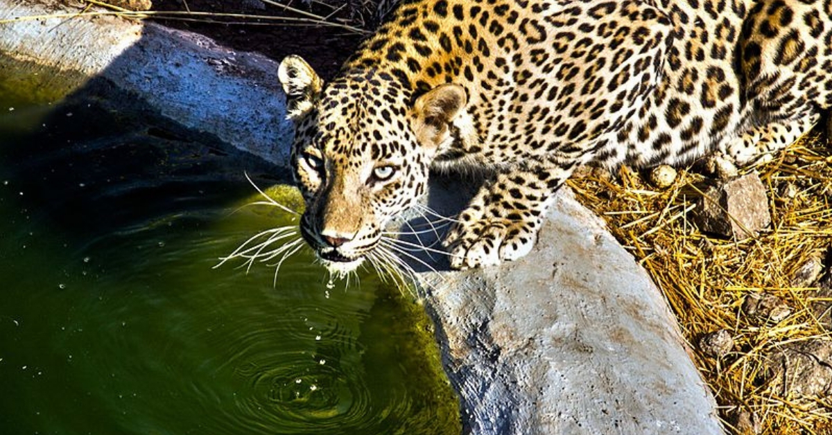 Drought Ravages Forest, but Here’s How Pune Farmers Are Keeping Leopards Hydrated!