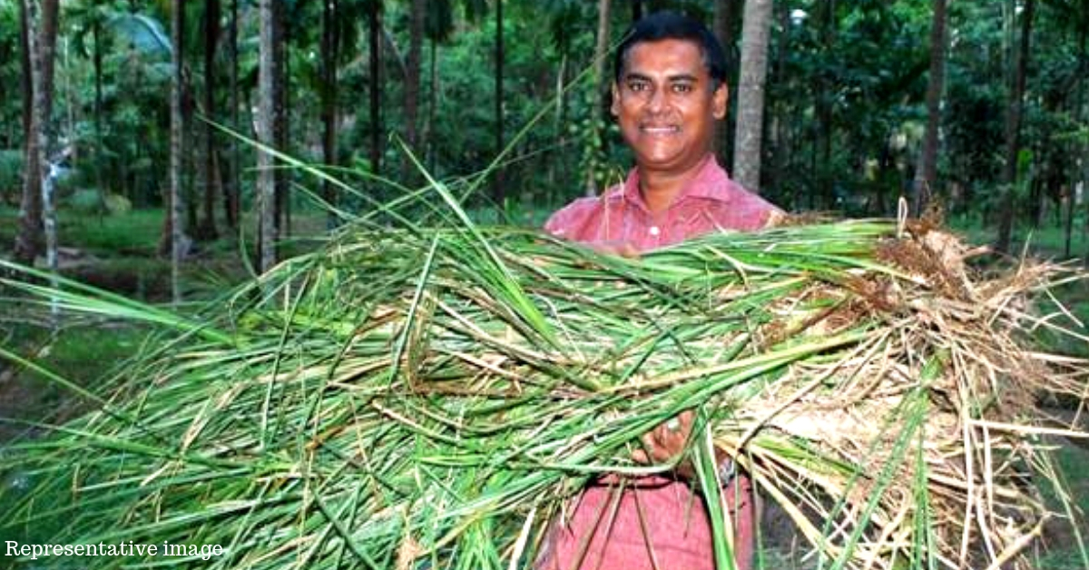 Traditional ‘Wonder Grass’ Helps TN Farmer Earn Rs 1.5 Lakh Profit per Acre of Land!