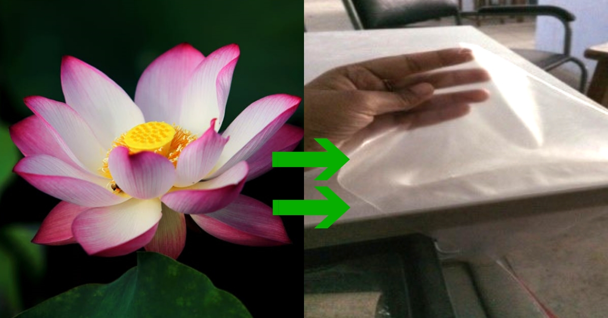 Biodegradable film lotus stem starch eco-friendly science innovation
