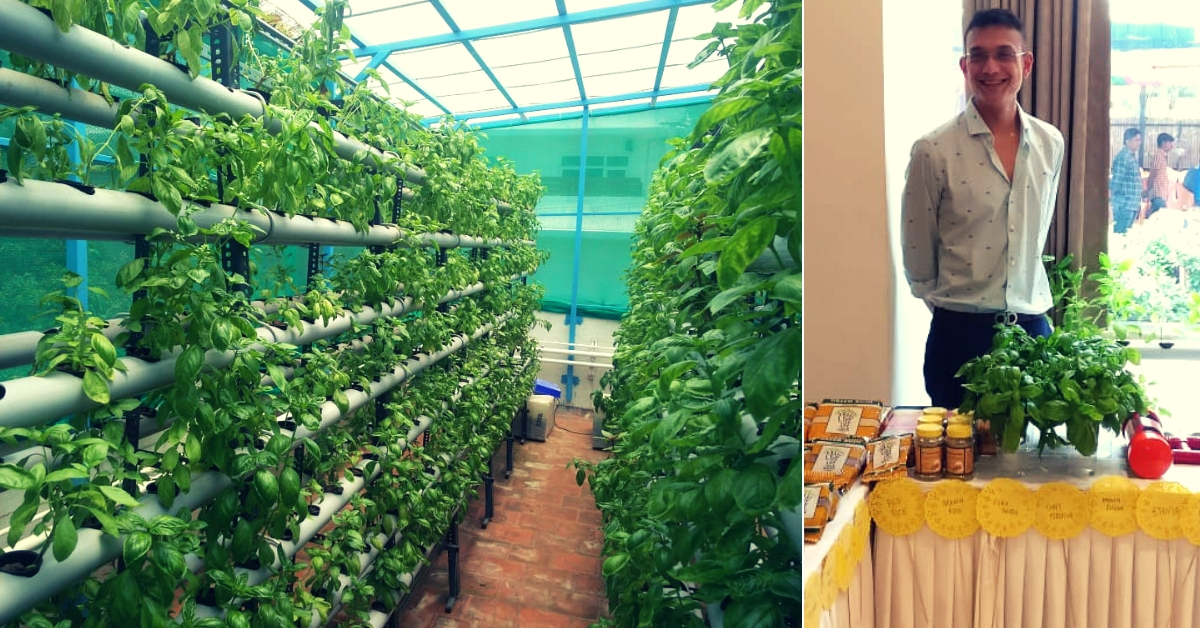 hydroponics chennai man grows 6 000