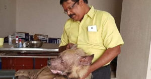 Brutally Beaten Up, Comatose Hyena Gets a New Life Thanks to This Kind Vet & His Team!