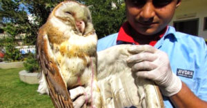 Amazing! Here's How Thousands From Ahmedabad Came Together To Rescue 4506 Birds