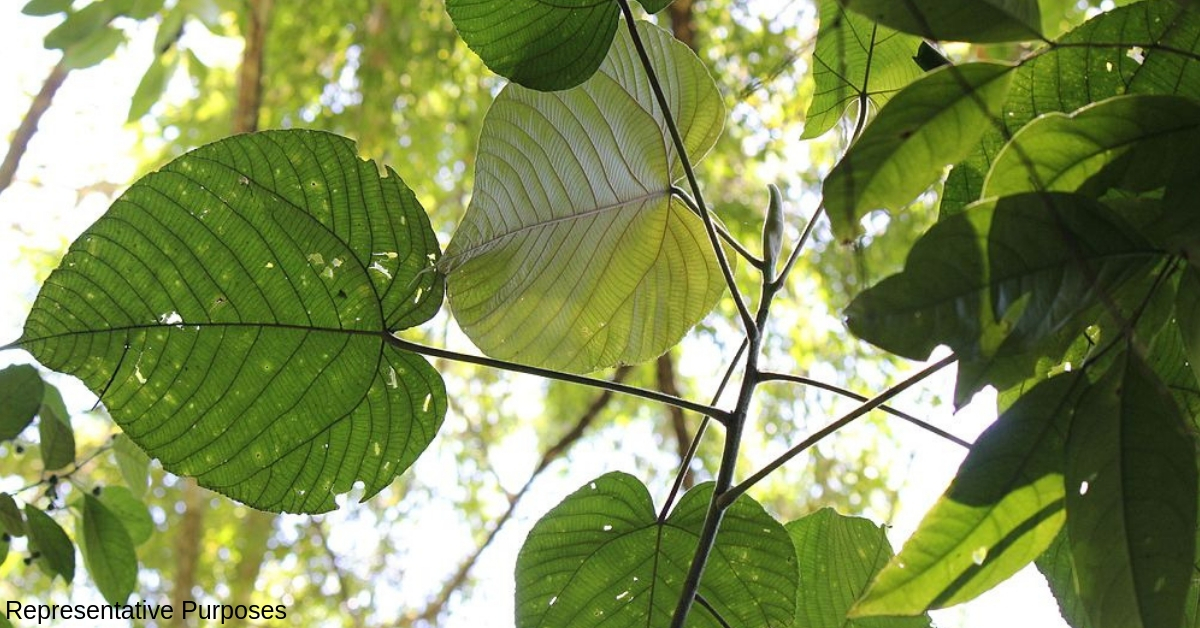 All The Way From Nicobar, Kerala Researchers Root for ‘Giant Leaf’ to Beat Plastic