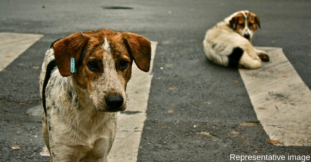 Chennai Residents Turn Stray Dogs into Friendly Defence Force: A Lesson for Us All?
