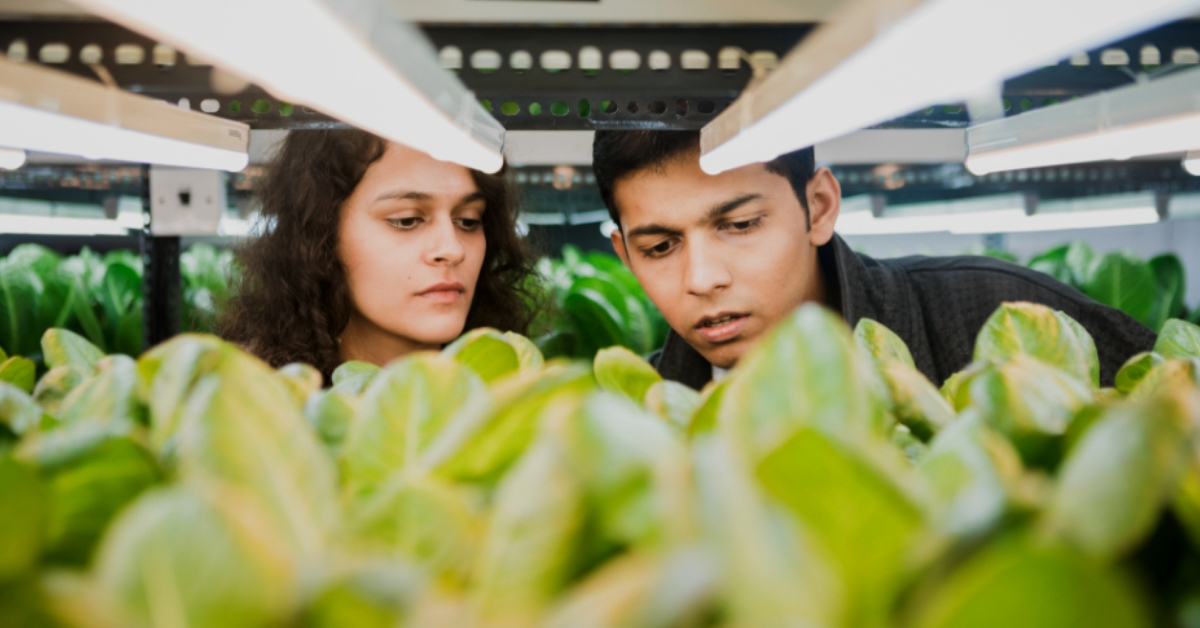 Seeking Fresh Produce, Mumbai Duo Quits Jobs to Grow over 1,000 Plants Soil-Less!