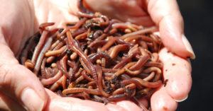 This Toilet Has No Flush & Runs on Worms! Here's How 'Tiger' Can Transform India!