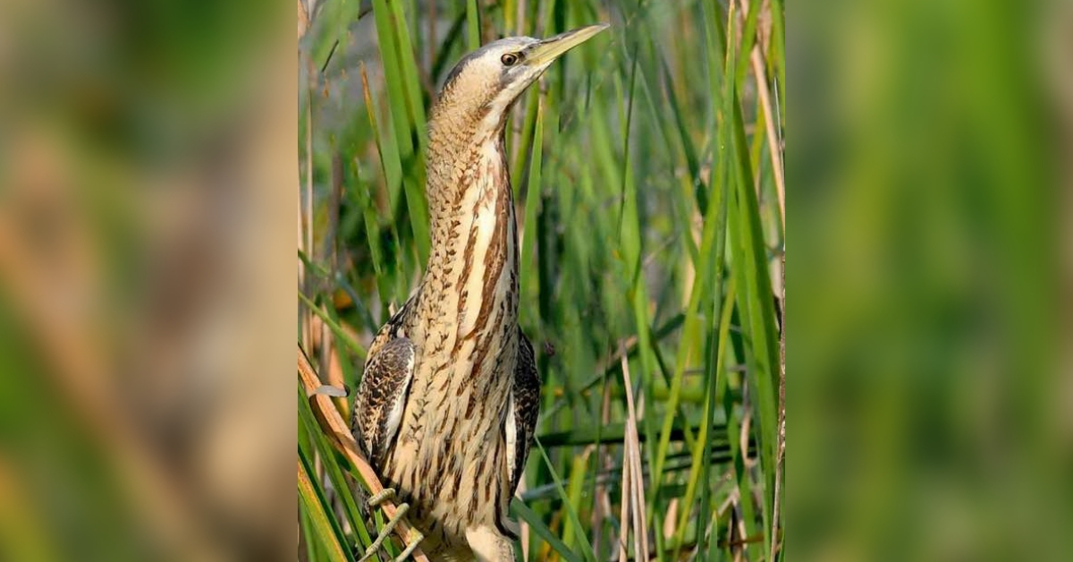 Real Impact: Clean up Drive Helps Rare Bird Return to Mumbai After 80 Years!