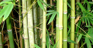 Brushes to Cloth: 10 'Green Gold' Alternatives That Will Help You Go Plastic-Free
