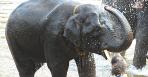 'Elephants Do Not Go to Office': Apex Court Confirms Jumbo's Rights to Forest Routes