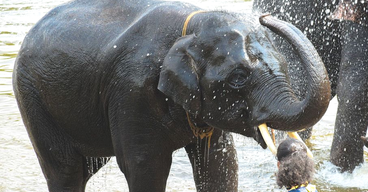 ‘Elephants Do Not Go to Office’: Apex Court Confirms Jumbo’s Rights to Forest Routes