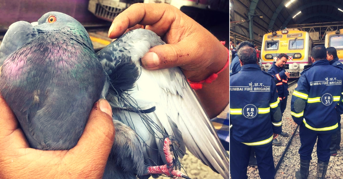 Mumbai's Lifeline Stops for Five Minutes to Save a Pigeon!