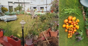 70-YO Indore Man Sets Green Example, Grows His Own Food In His Terrace Garden!