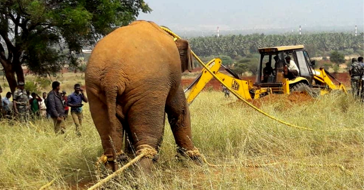 TN Villagers, Activists Win Freedom for Wild Elephant; Help Him Journey Back Home