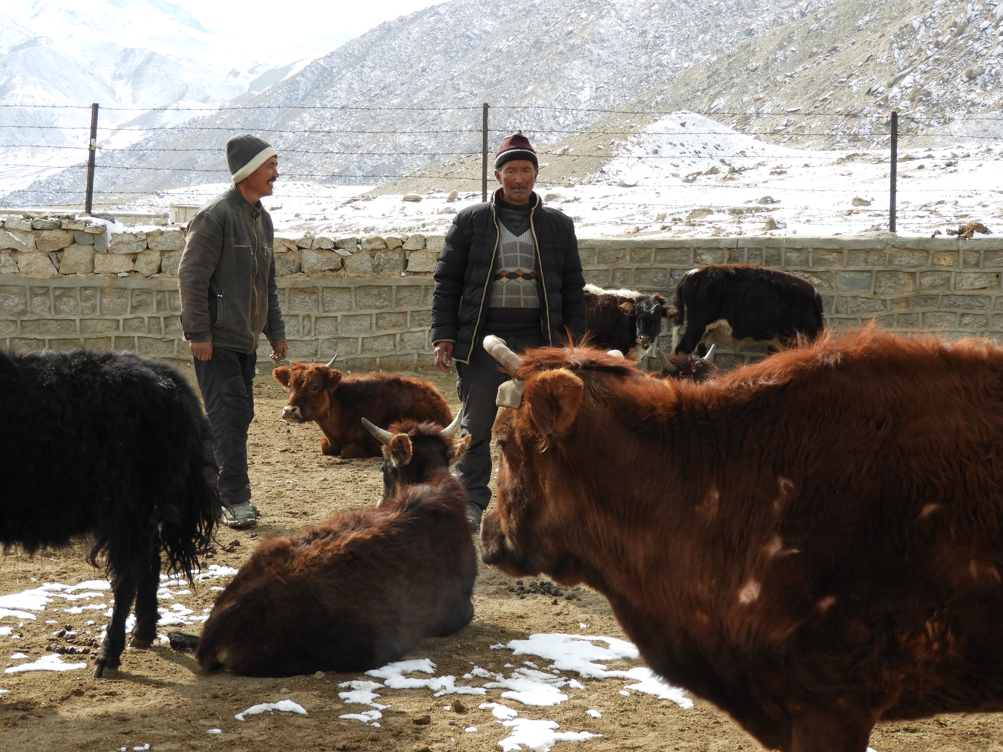 (Source: Rinchen Angmo/Reach Ladakh)