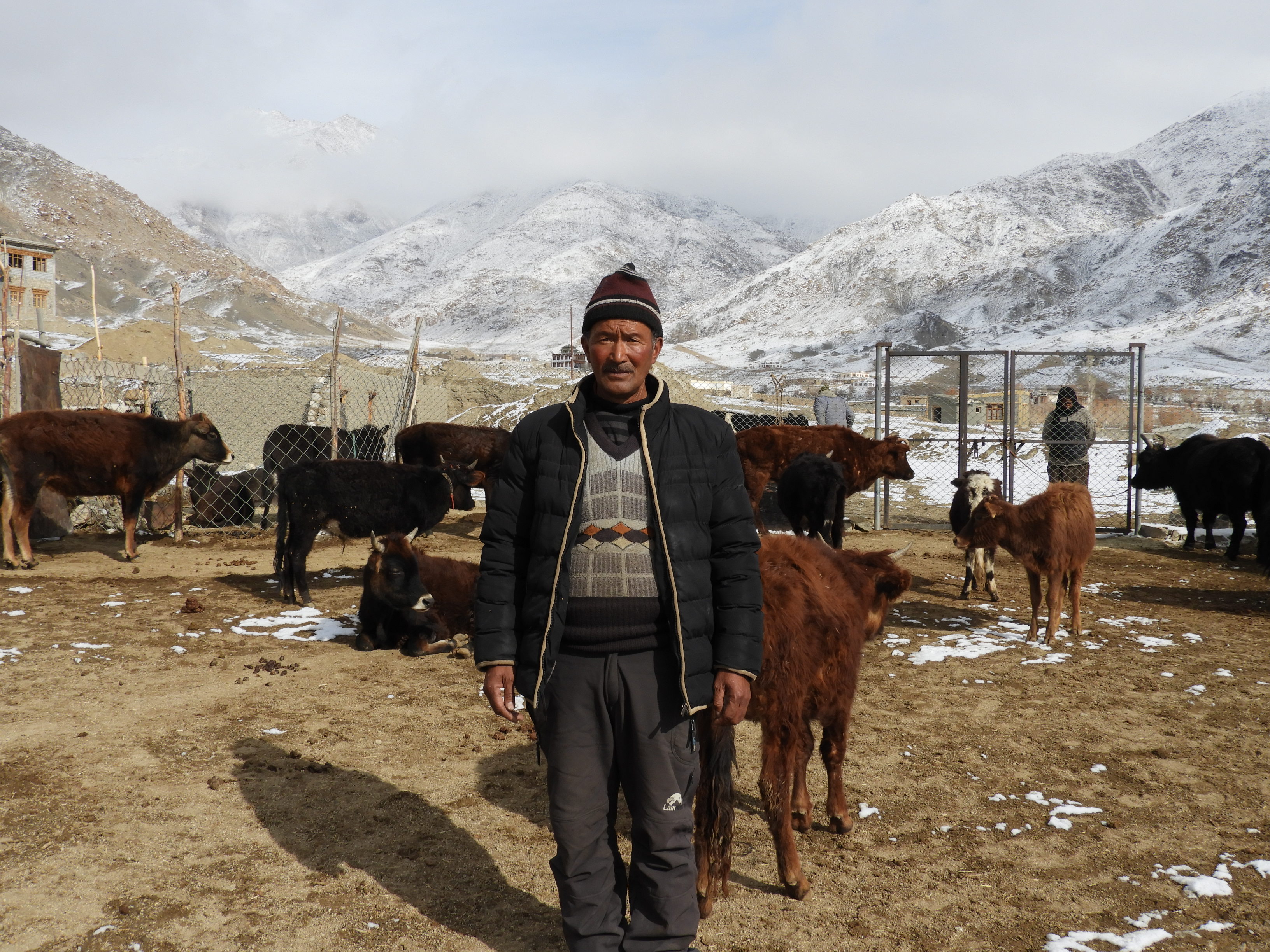 Tsering Dorjay with his animals. (Source: Rinchen Angmo/Reach Ladakh)