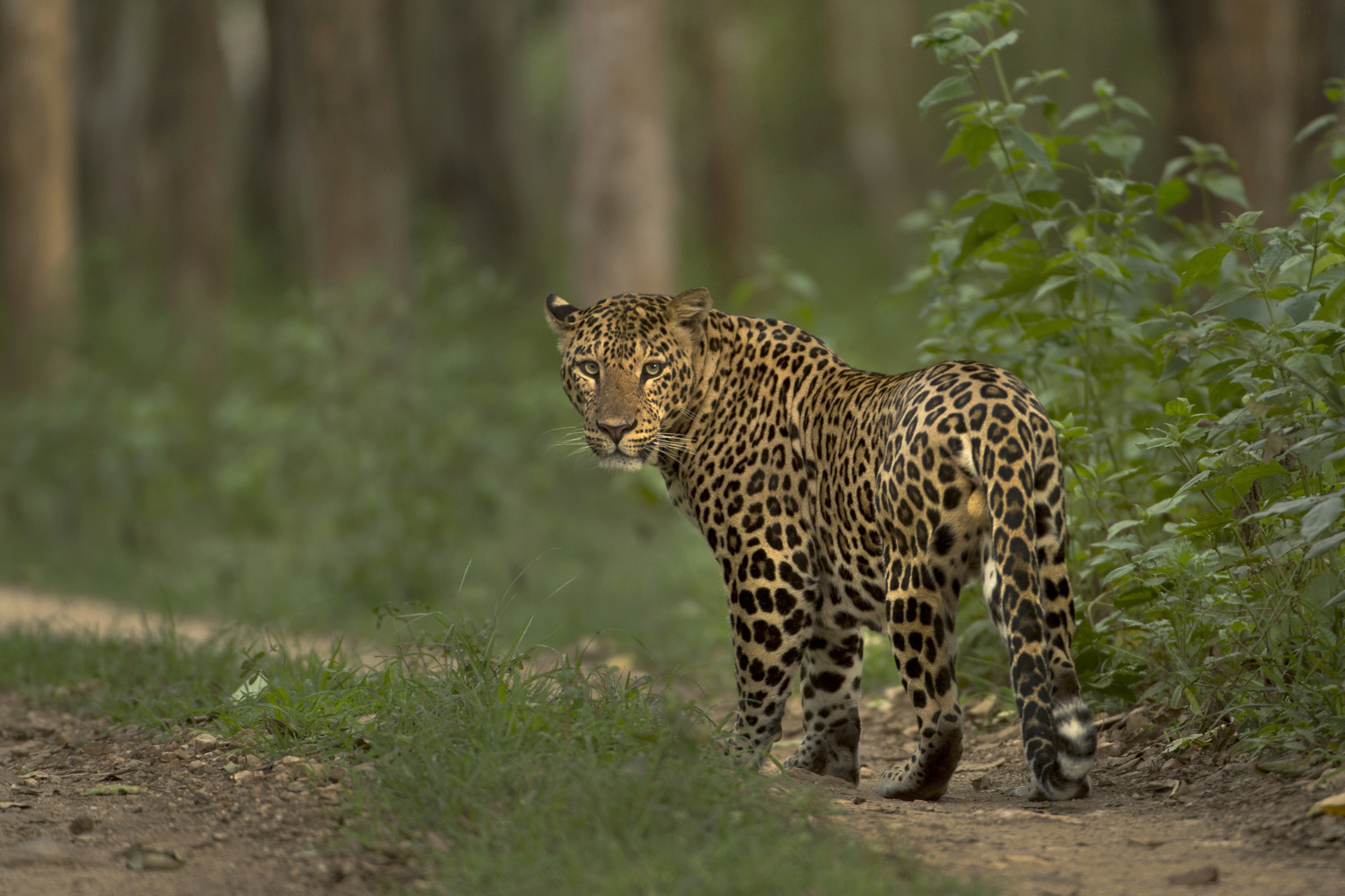 Still from the Wild Karnataka documentary. (Source: Kalyan Varma)