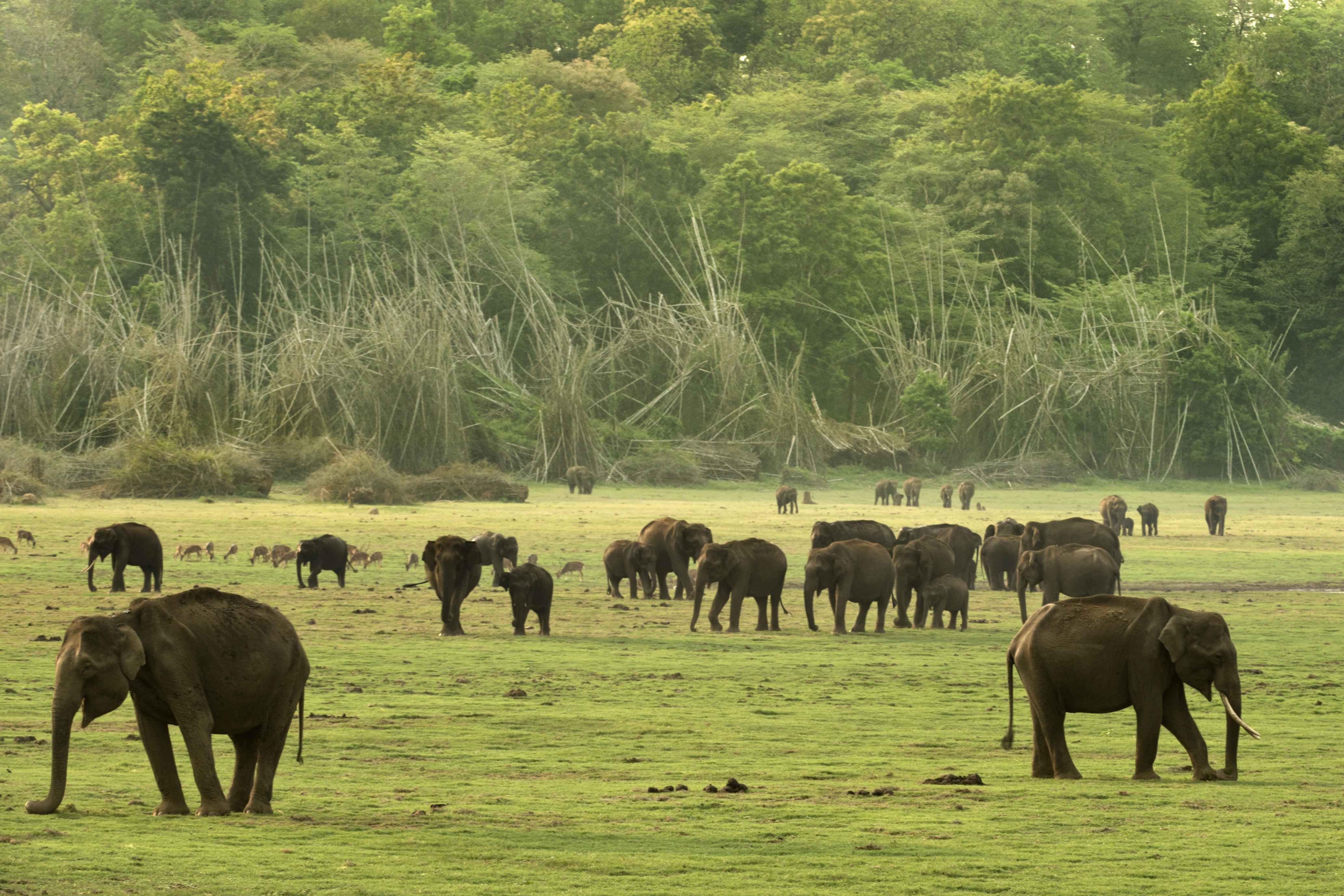 Still from the Wild Karnataka documentary. (Source: Kalyan Varma)