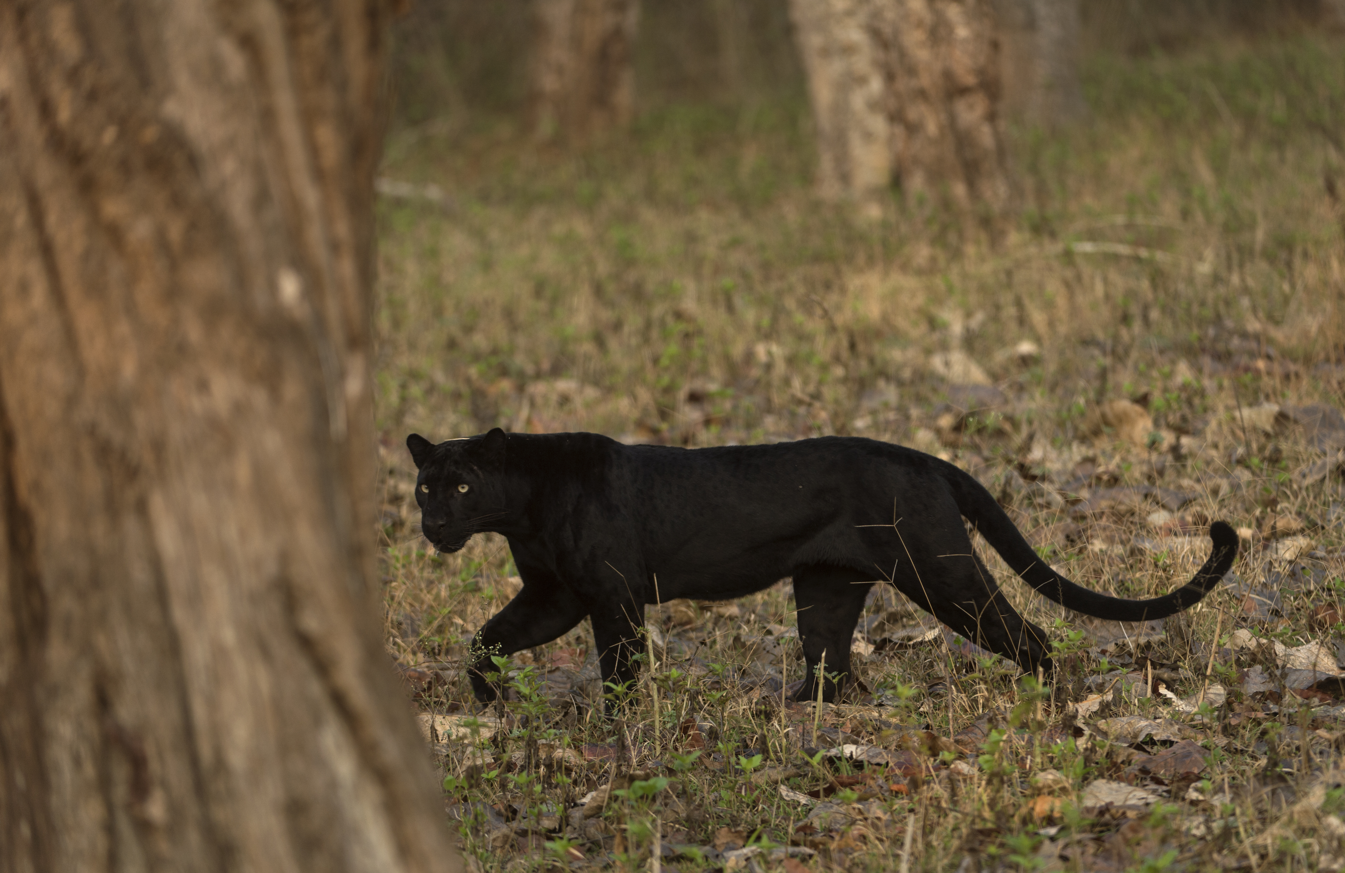 Still from the Wild Karnataka documentary. (Source: Kalyan Varma)