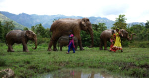 Fort Kochi To Have 100 'Lantana' Elephants. And Here's Why You Need To See Them