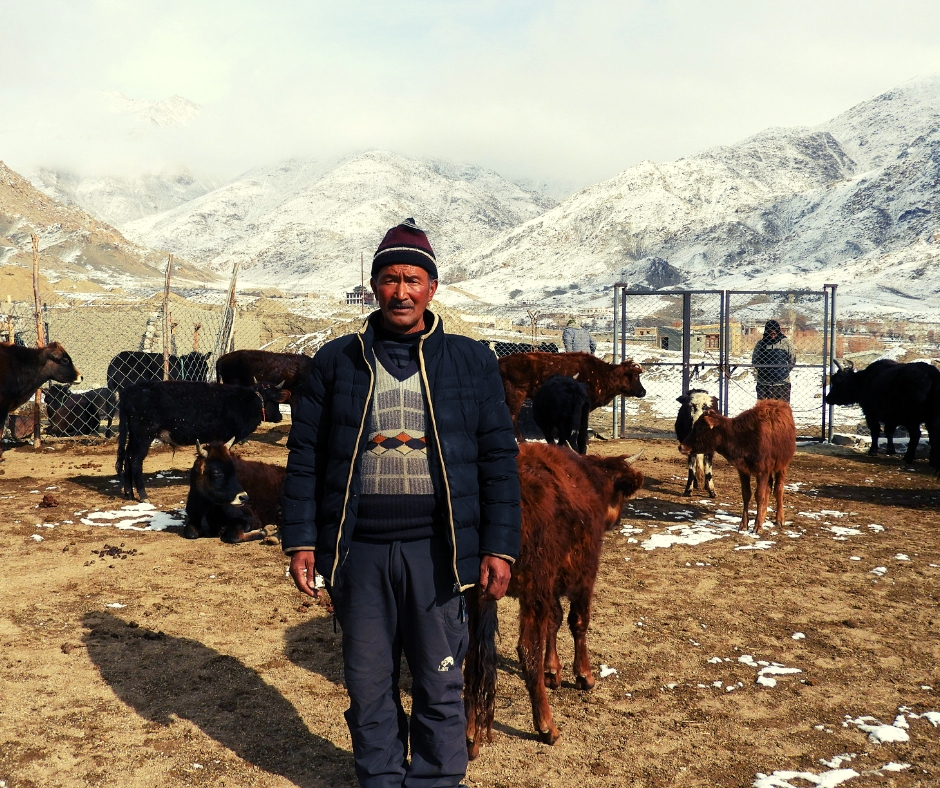 Inspiring! Ladakh Mason Quits Job to Save 70+ Abandoned Animals With His Own Funds