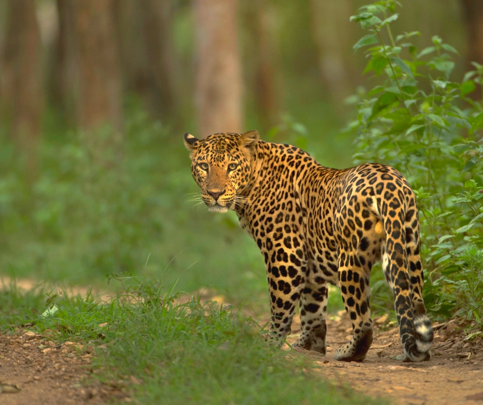 story-behind-wild-karnataka-india-s-first-blue-chip-natural-history-film