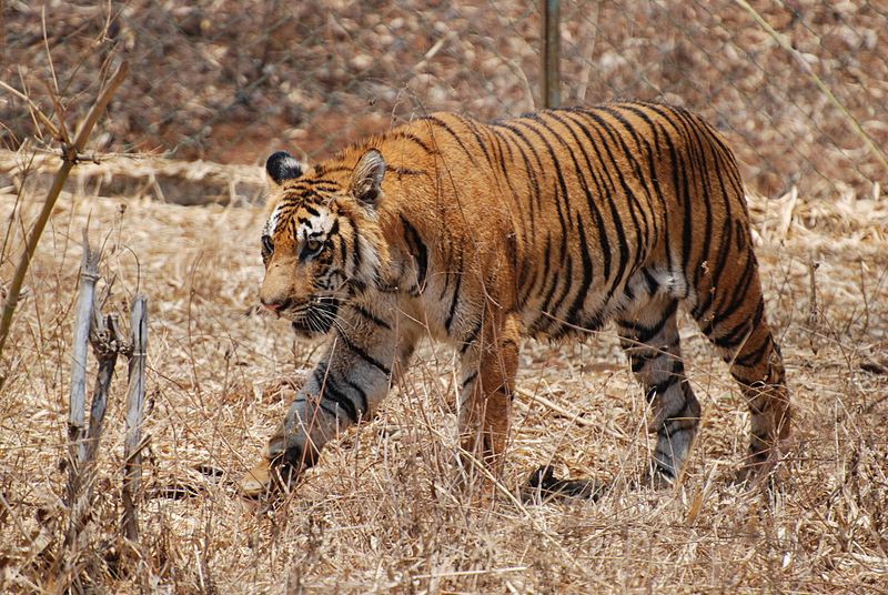 Royal Bengal Tiger in the Sundarbans. (Source: Wikimedia Commons)