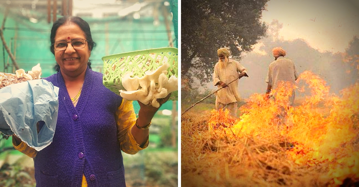 Delhi Lady Shows How You Can Grow Oyster Mushrooms at Home Using Agri Waste!