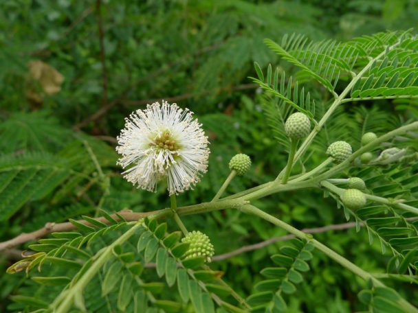 Subabul: One Tree Could Be the Answer to India’s Fodder, Fuel Needs