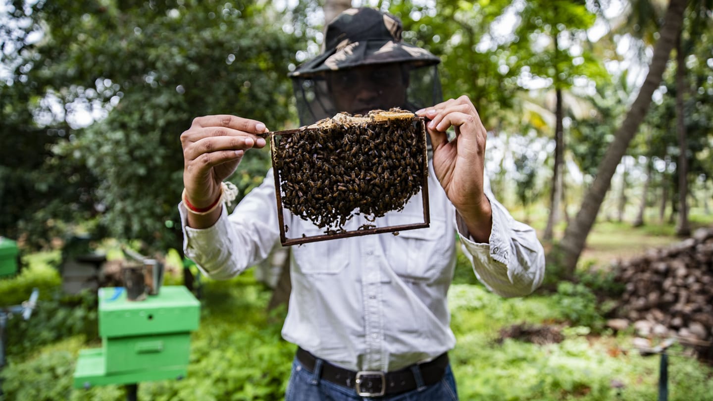 Beekeeping