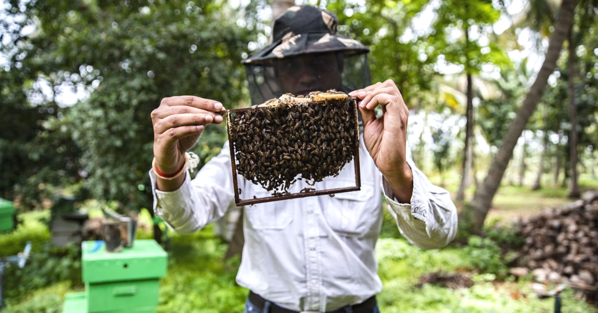 Worried About Bees Dying? Here’s How Beekeeping in Your Backyard Can Save Them