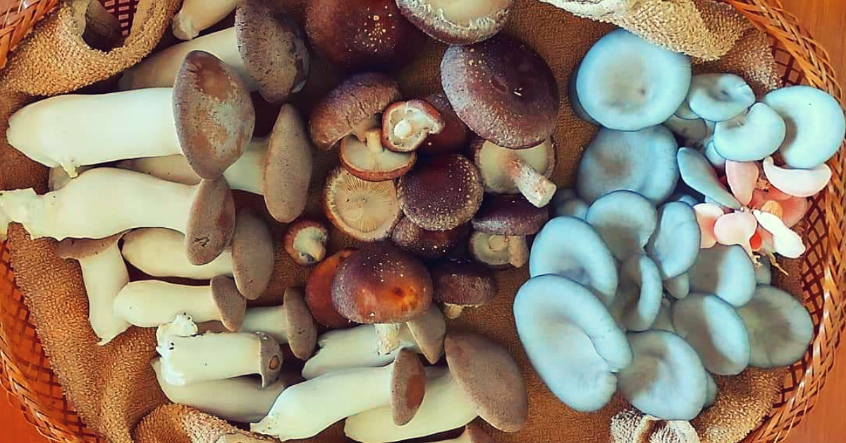 Oyster to Shiitake: B’luru Woman Grows 3 Kinds of Mushrooms on her 10×10 Terrace!