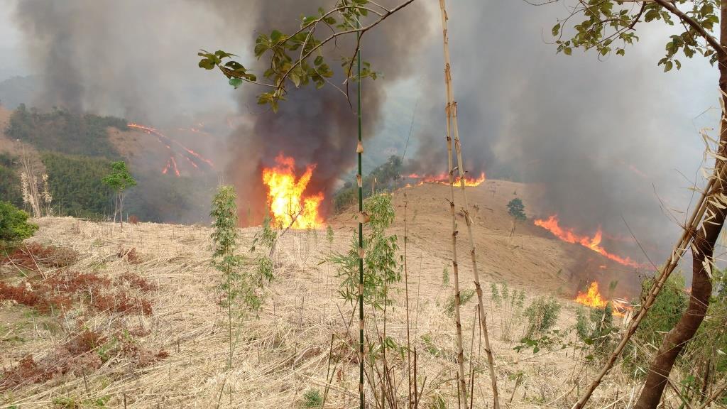 Jhum cultivation (Slash and Burn)