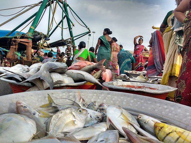 Fisherwomen, sorting through diverse #fish catch at Junglighat in the #Andamans. (Source: InSeason Fish)