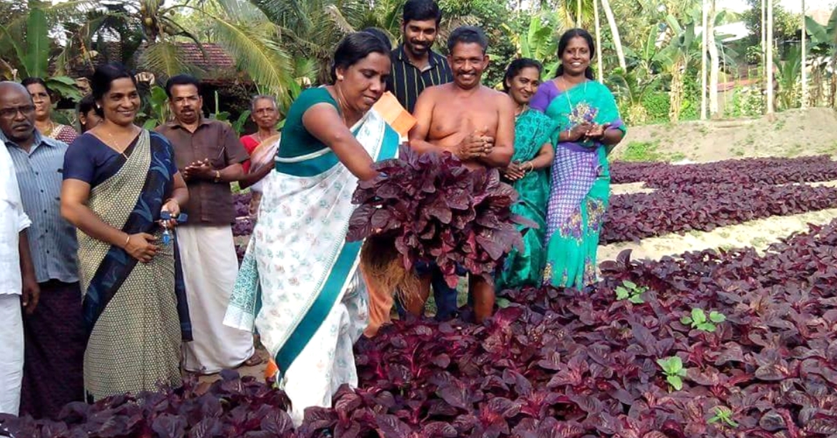 What India Can Learn from Kerala’s Only Vegetable-Sufficient Panchayat, Kanjikuzhi