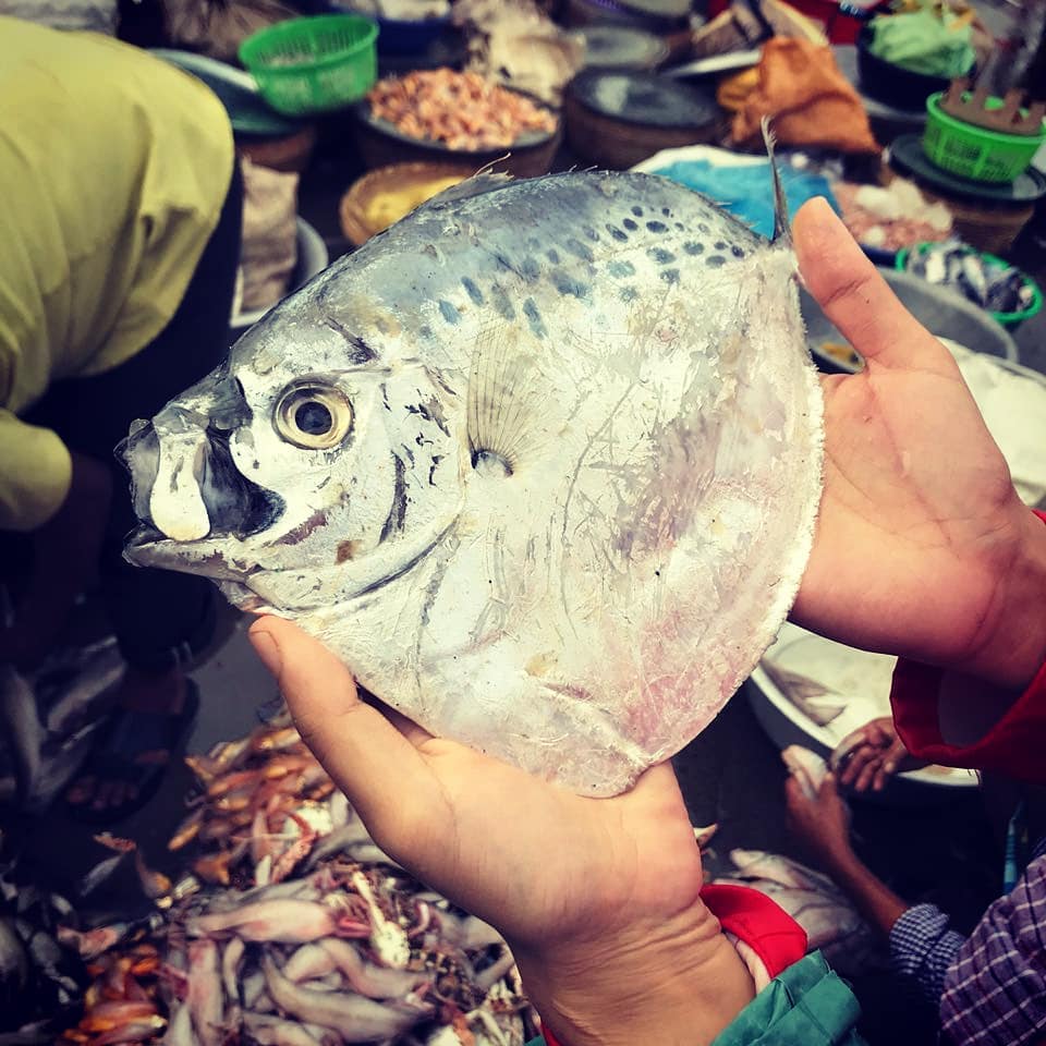 Moon Fish (Source: InSeason Fish)