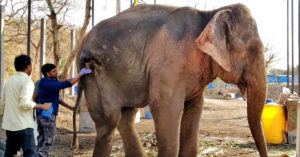 Abused for Years, Now Rescued: This Temple Elephant's Story Will Move You to Tears