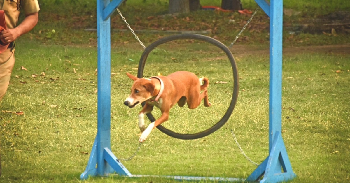 Pawsome! Stray Rescued by Cop Outperforms Pure-Breds, to Join Elite Dog-Squad!