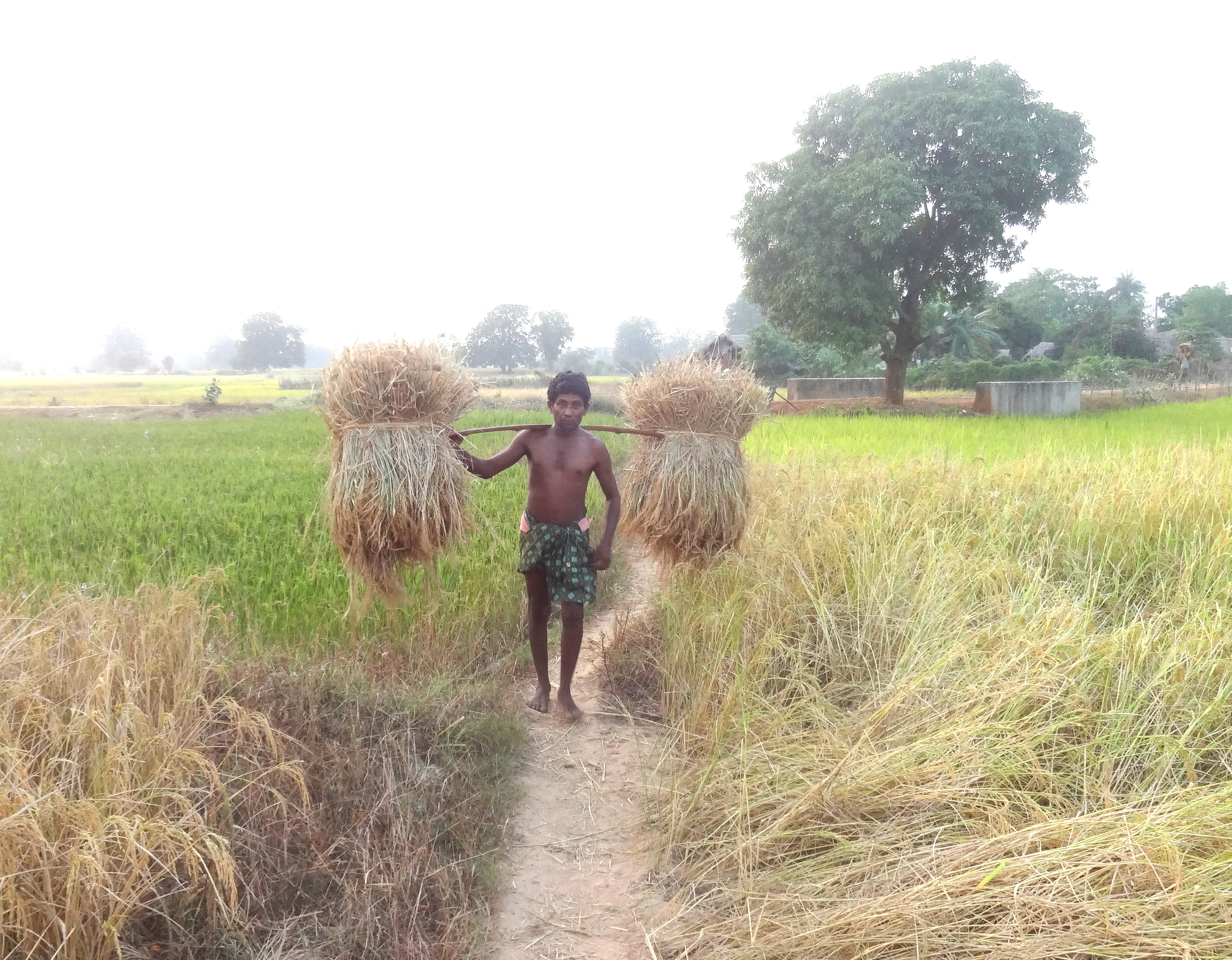 Rice Farmer Near Anantapalli Village, Odisha. (Source: Wikimedia Commons)