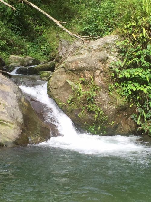 Meet the IIT-Grad-Turned-IFS-Officer Who Helped Save Sikkim's Forests ...