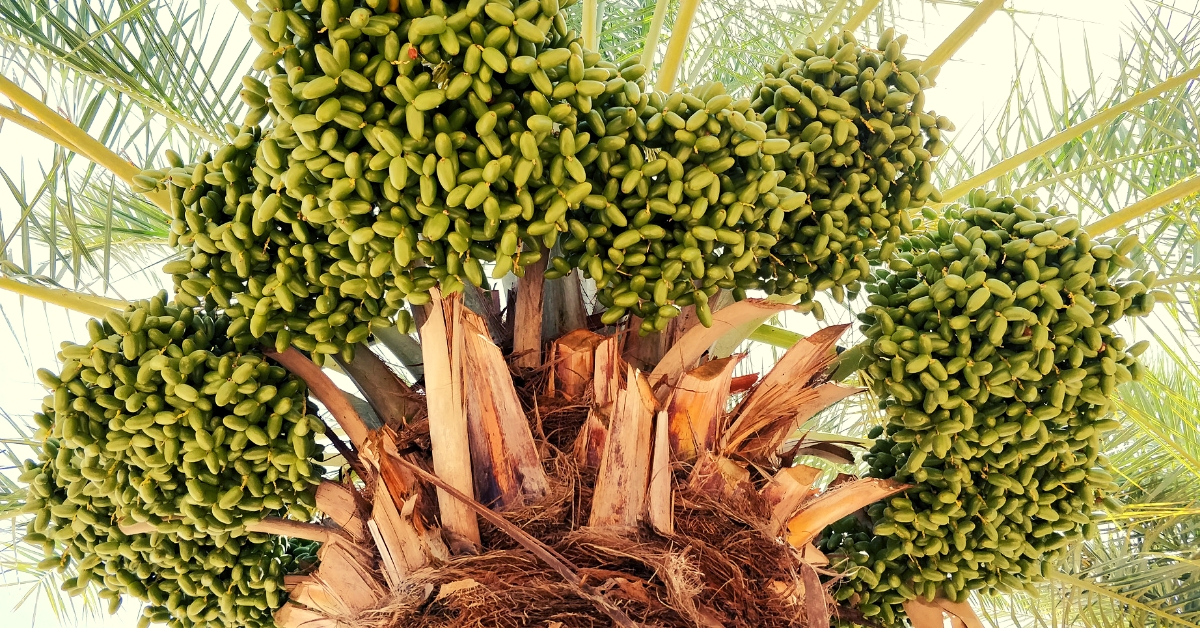 Gujarat farmer bhuj dates fruit orchard Israel india