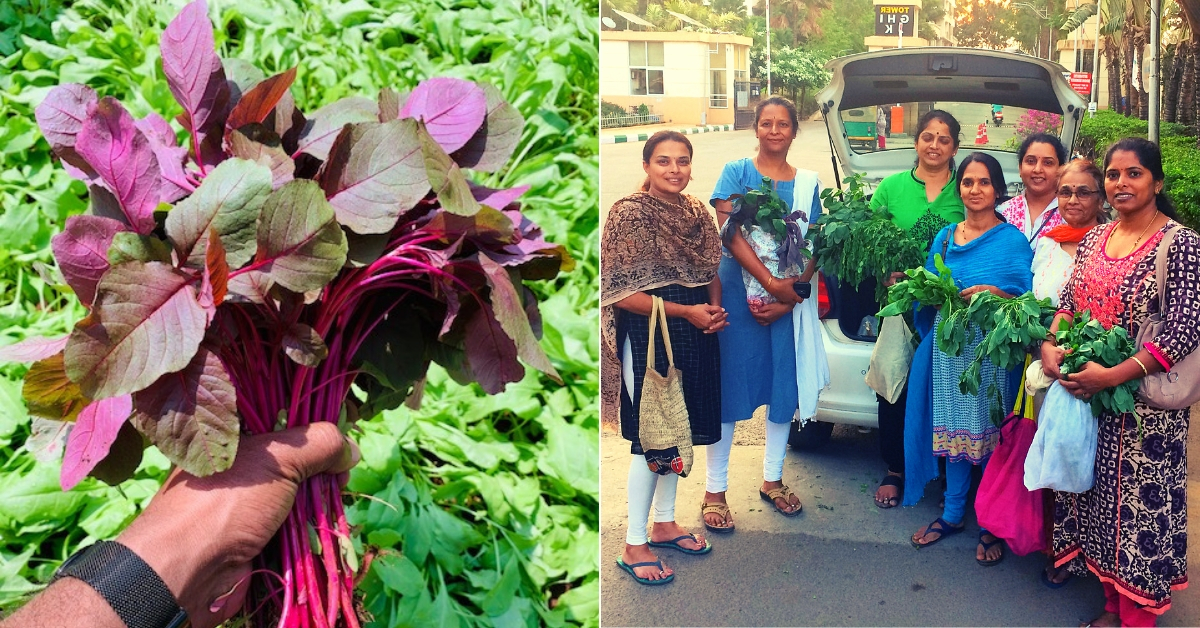 Engineer Turns Organic Farmer, Supplies Fresh Greens to Houses an Hour After Harvest