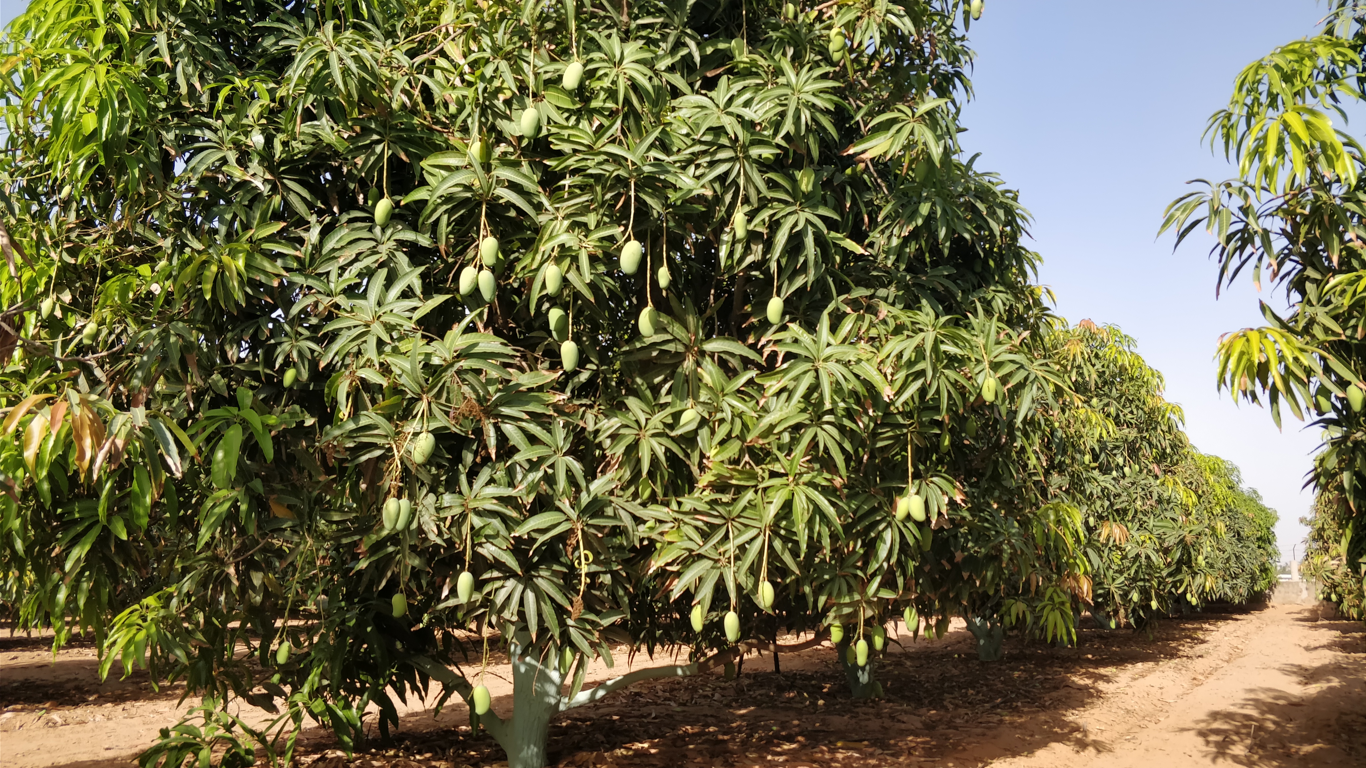 Gujarat farmer bhuj dates fruit orchard Israel india