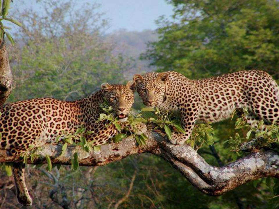 "One cannot teach leopards, but one can teach people how to behave. Man-animal conflicts aren't because of leopards but because of us.”