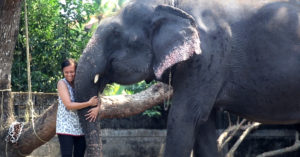 Meet the Kerala Woman Fighting with All Her Might to Protect India's Elephants from Abuse
