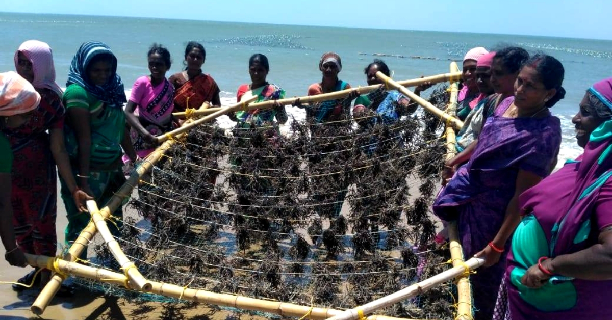 Edible Water Pods to Straws: 5 Things India Can Make With Its Abundant Seaweed!